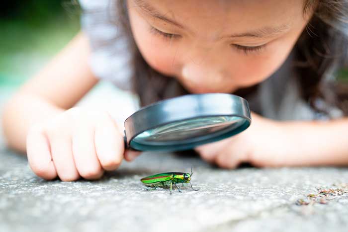child observing an insect